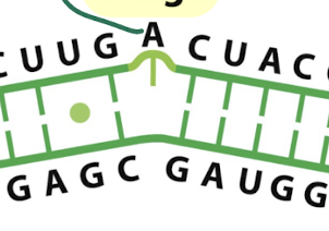 <p>what secondary structure is this? </p>