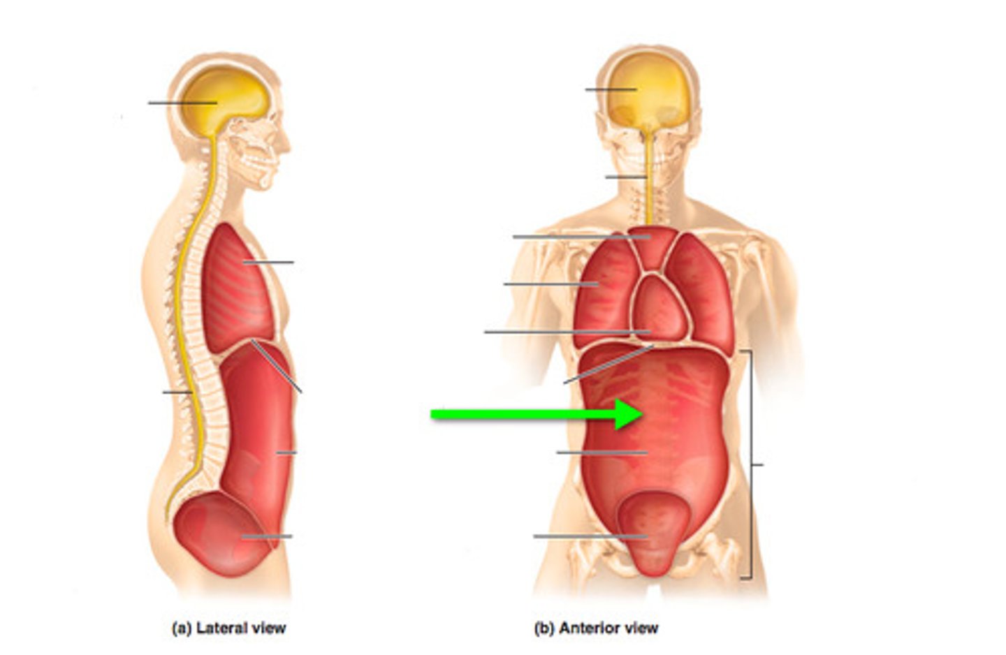 <p>Contains digestive organs.</p>