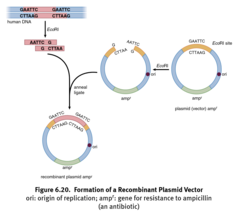 <p>used to transfer DNA fragment from one organism to another</p><p>usually a plasmid</p>