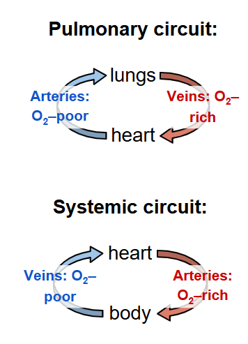 <p>*remember arteries always travel away from the heart!</p><p></p>