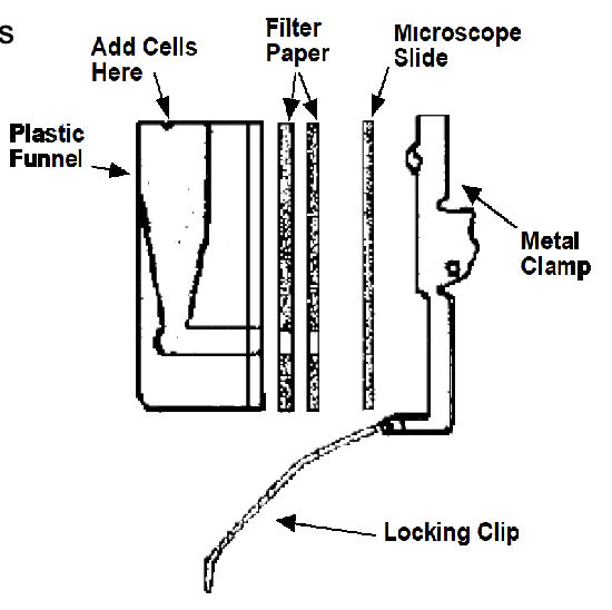 <ol><li><p><span style="color: rgb(255, 255, 255);">Dilute the cells to 8 x 10<sup>5 </sup>cells/mL in 2 ml of Wash Medium (2% BCS PBS). Add 1 ml to a 5 ml round bottom centrifuge tube to give 8 x 10<sup>5</sup> cells/tube</span></p></li><li><p><span style="color: rgb(255, 255, 255);">Follow the procedure in the Lab manual to prepare the cells</span></p></li><li><p><span style="color: rgb(255, 255, 255);">While waiting, clean and Label a microscope slide with "Spleen" and your group name.</span></p></li><li><p><span style="color: rgb(255, 255, 255);">Set up 1 Cytospin cytocentrifuge holder with 2 filters</span></p></li><li><p><span style="color: rgb(255, 255, 255);">To each slide holder, add 0.25 ml of the spleen cells you prepared in #2 to give 2 x 10<sup>5</sup> cells/slide.</span></p></li><li><p><span style="color: rgb(255, 255, 255);">Centrifuge the cells at 800 rpm for 10 minutes.</span></p></li><li><p><span style="color: rgb(255, 255, 255);">Stain the cells with the Leukostat Stain as in the the previous experiment.</span></p></li><li><p><span style="color: rgb(255, 255, 255);">Counts cells.</span></p></li></ol><p></p>