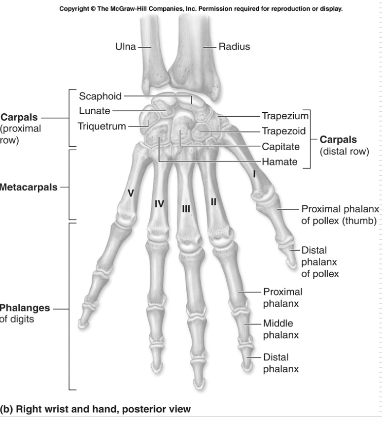 <p>Digits are numbered:</p><ul><li><p>Thumb (pollex) 1</p></li><li><p>Pointer (index) 2</p></li><li><p>Middle 3 </p></li><li><p>Ring 4</p></li><li><p>Pinky 5 </p></li></ul><p>Phalanges are labeled proximal, middle (except for thumb), and distal </p>