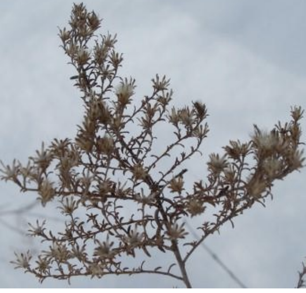 <p>dried stalks can be confused with goldenrod but tend to be smaller, more thinly branched, flowers not as clustered</p>