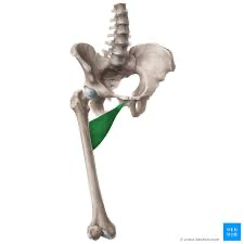 <p>Origin: body and inferior ramus of pubis</p><p>Insertion: pectineal line and proximal part of linea aspera of femur</p><p>Innervation: obturator line (L2, <strong>L3</strong>, L4)</p><p>Action: adducts hip joint and to some extent flexes it</p>