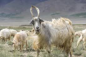 <p>What is the name of this breed?</p>