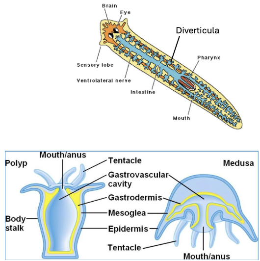 <ul><li><p>Simple invertebrates such as cnidarians and platyhelminthes possess a two-way digestive system in which food enters and waste exits through the same opening</p></li><li><p>This forms a gastrovascular cavity rather than a complete digestive tract, which extends throughout the body and allows nutrients to be distributed by diffusion</p></li><li><p>To increase efficiency, the digestive surface is highly branched through structures called diverticula which expand surface area</p></li></ul><p></p>
