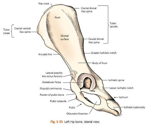 <p>Ventral thickening point of the ilium</p>