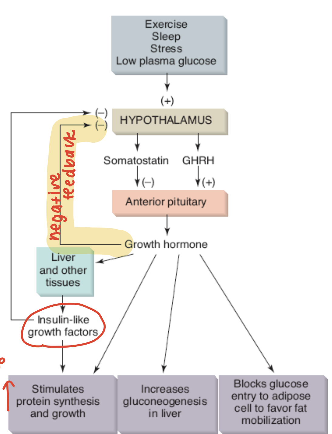 <p>Influences on growth hormone release </p>