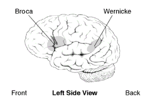 <ul><li><p>Broca’s aphasia: difficulty with speech production </p></li><li><p>Wernicke’s aphasia: difficulty with meaningful speech or fluent aphasia </p></li><li><p>Words are flowing but without meaning </p></li><li><p>In healthy brains, two areas work in unison to produce meaningful speech </p></li></ul><p></p>