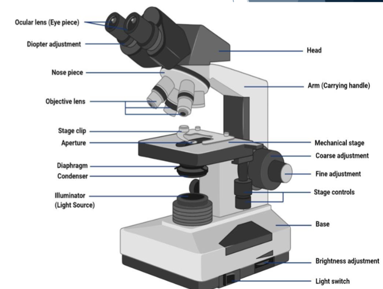 <p>Parts of a microscope</p>