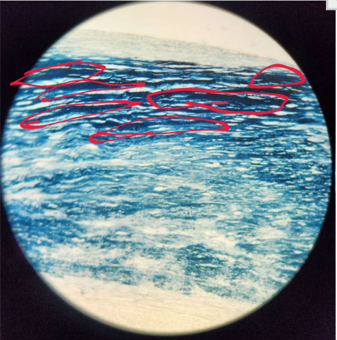 term image