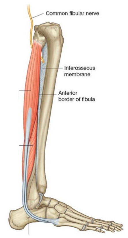 <ul><li><p><strong>Evertors</strong></p></li><li><p>All cross posterior to the joints</p><ul><li><p>Very week in plantar flexion</p></li><li><p>Strongly pull foot into eversion</p></li></ul></li></ul><p></p>