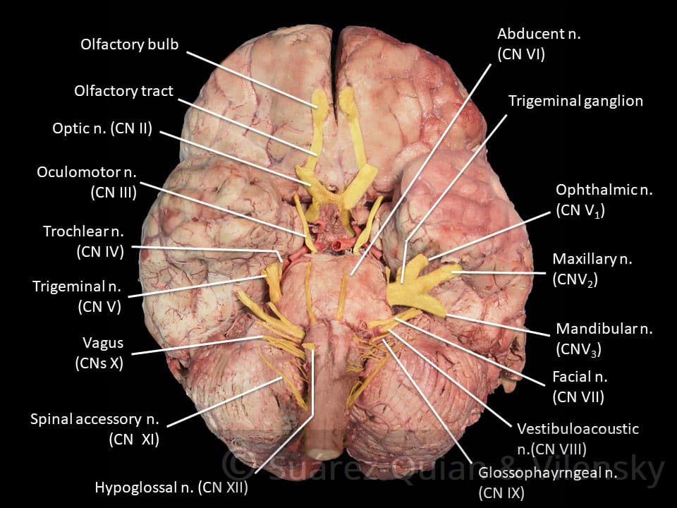 <p>1- olfactory, 2- optic, 3- oculomotor, 4- trochlear, 5- trigeminal, 6- abducens, 7- facial, 8- vestibulocochlear, 9- glossopharyngeal, 10- vagus, 11- accessory, 12- hypoglossal</p>