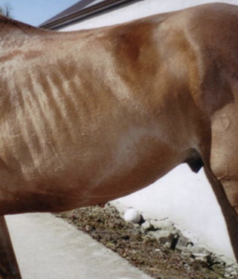 <p>Clinical signs of what condition (abbreviated) include progressive weight loss despite good appetite, protein-losing enteropathy, hypoalbuminemia, peripheral edema, lethargy, performance loss, intermittent mild colic, and possibly diarrhea? Edema is usually in the ventral abdomen, not the limbs. It has 5 categories.</p>