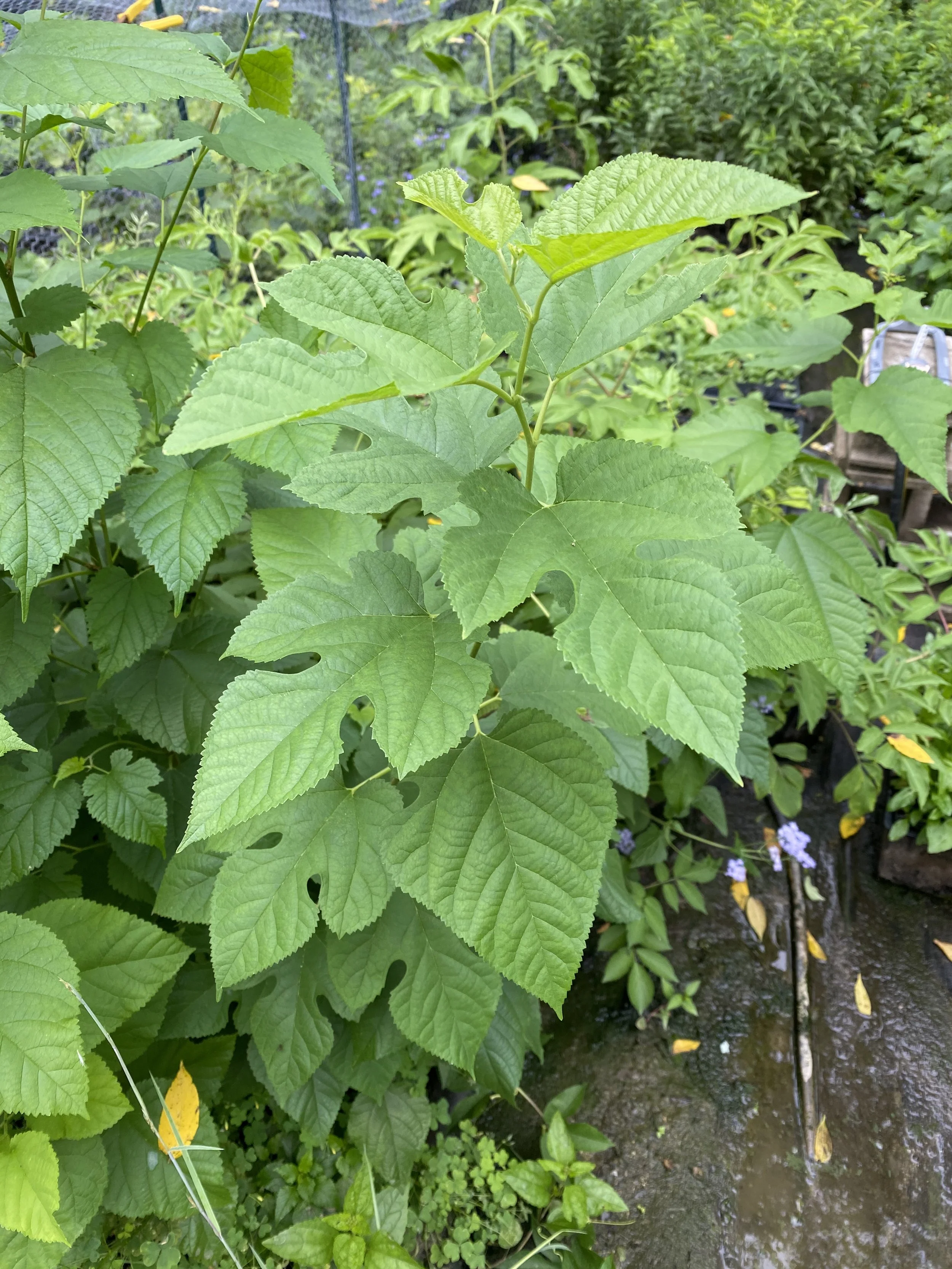 <p>Morus rubra</p><p>Native. Some leaves look like mitten, others are round/heart shaped, others have three lobes. Simple, Alternate, serrated margin leaves. Tree. Fruits eaten by many wildlife including birds, squirrels. </p>