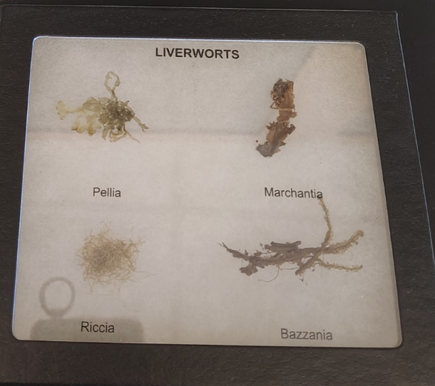 <ol><li><p>Name the phylum </p></li></ol><p></p>