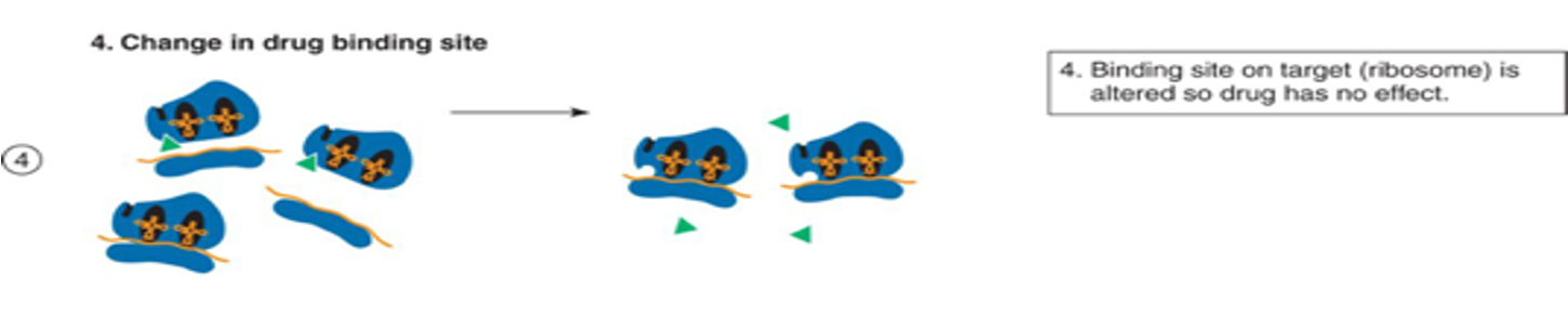 <ul><li><p>binding sites for the drug are reduced </p><ul><li><p>can be due to mutation or acquisition of new genes</p></li></ul></li></ul><p></p>
