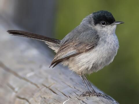 <p>California Gnatcatcher (CAGN) call </p>