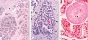 <p>What structure is this?</p>