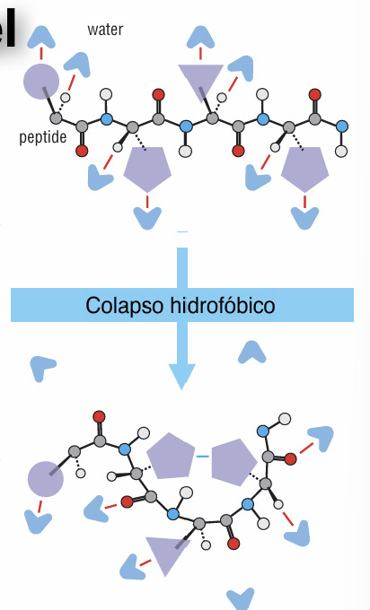 <p>Consiste en el agrupamiento de las cadenas laterales hidrofóbicas al entrar en contacto con el agua durante el plegamiento de la proteína, excluyendo las moléculas de agua de su entorno. Es favorable porque disminuye el ordenamiento desfavorable del agua (aumenta la entropía global del sistema frente al agua estructurada alrededor de zonas hidrofóbicas expuestas)</p>