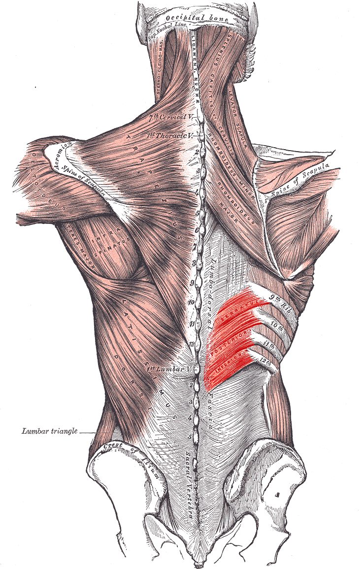 <p>Serratus Posterior Inferior <strong>insertion</strong></p>