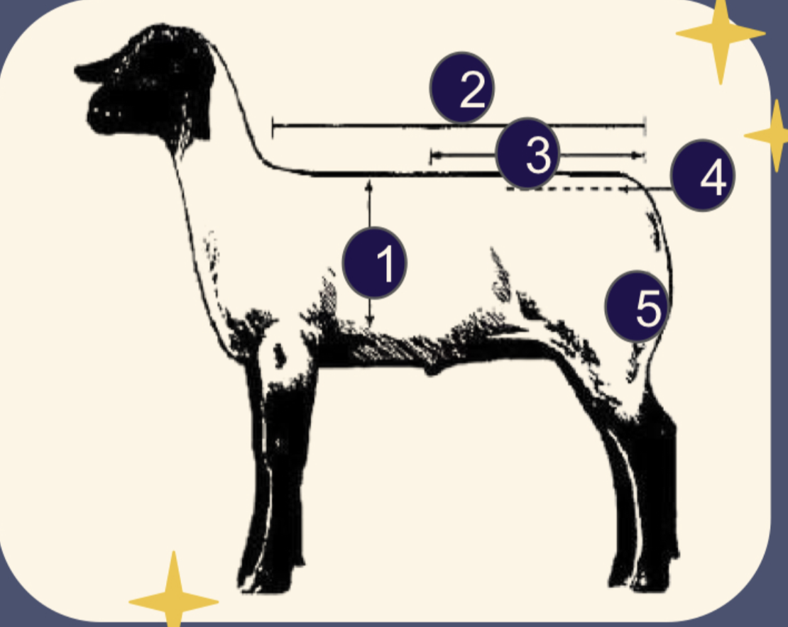 <ol><li><p>Middle/width of frame</p></li><li><p>length of frame</p></li><li><p>length of rump</p></li><li><p>angle of rump</p></li><li><p>size and muscle of leg</p></li></ol><p></p>