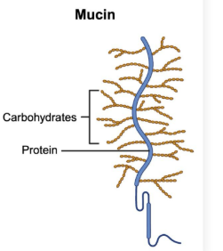 <p>Glycoproteins: Proteins that contain a carbohydrate group</p><ul><li><p>Ex. mucins can contain various carbohydrates</p></li></ul><p></p>