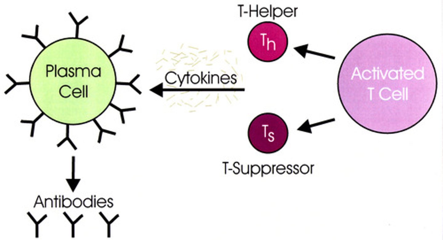 <p>suppressor T cells</p>