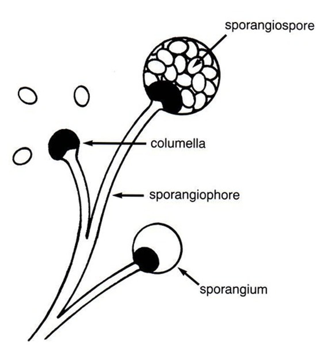 <p>Asexual spores produced inside the sporangium</p>