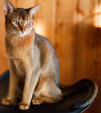 <p>welk type kat is dit</p>