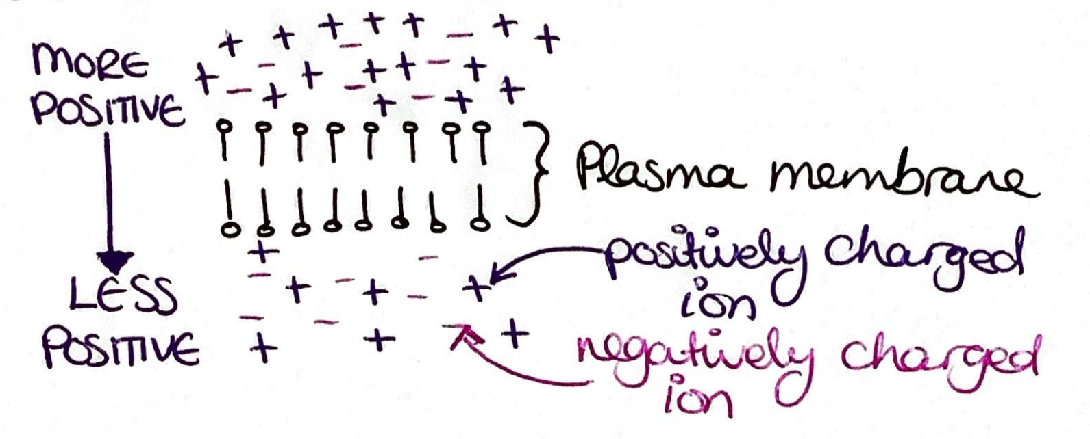 <p>The membrane potential is the electric potential difference across a membrane, from one side to the other. This is created when there is a difference in electrical charge on the two sides of the membrane.</p>