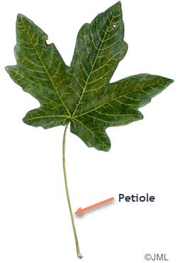 <ul><li><p>small stalk that connect a leafs blade to the main stem of the plant </p></li></ul><p></p>