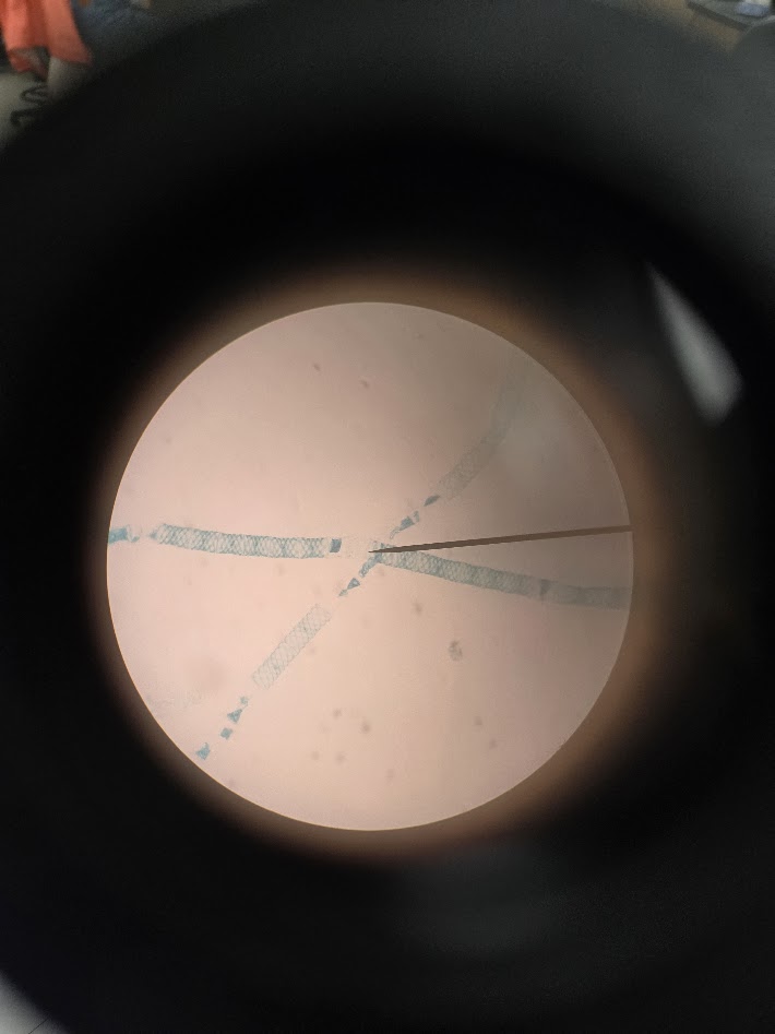 <ol><li><p>what is the phylum? </p></li><li><p>how do they reproduce?</p></li></ol><p></p>