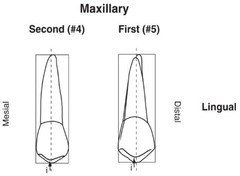 <p>Is the lingual cusp of both maxillary premolars located mesial or distal to the midroot axis?</p>