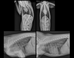 <p>Patient positioning is critical when evaluating the cardiac silhouette.</p><p>TRUE OR FALSE</p>
