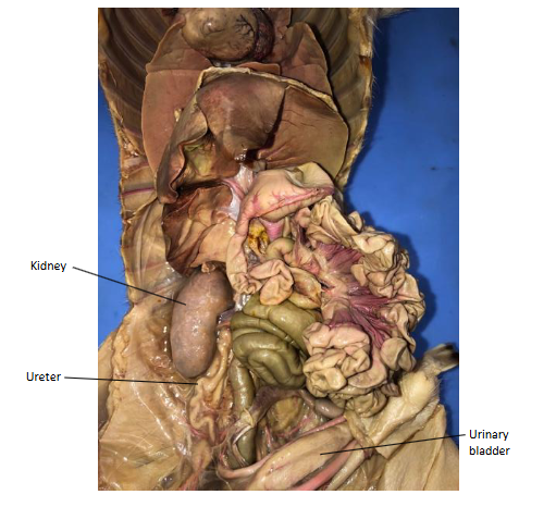 <p>the ureters are thin tubes attached to the kidneys, they carry urine to the urinary bladder</p>