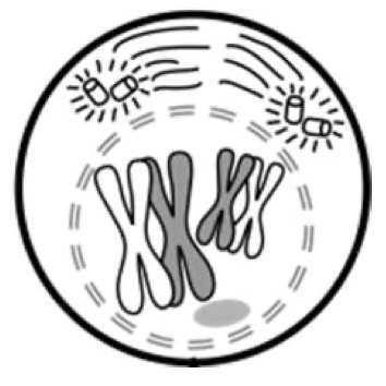 <p>What stage of meiosis is this?</p>