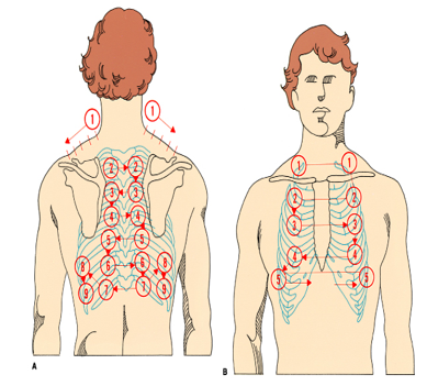 <p>the pattern in the image is used for chest palpation and percussion ONLY. true or false?</p>