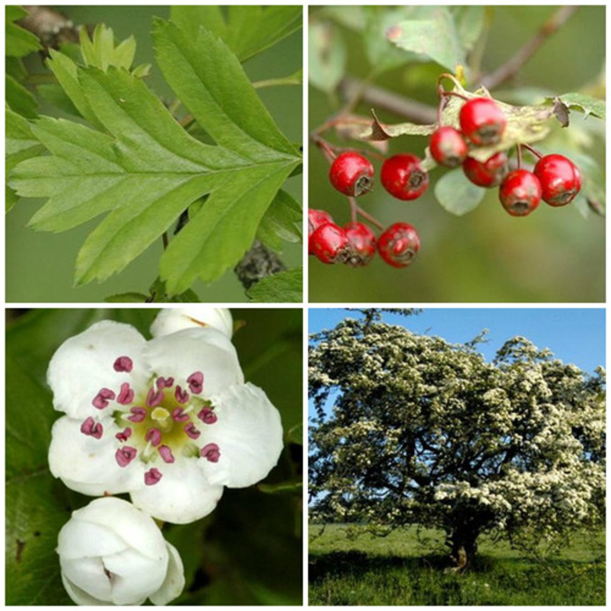<p>l'aubépine</p>