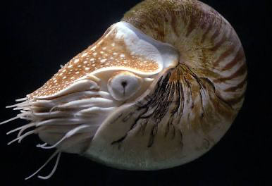 <p>chambered nautilus (shown), squid, and octopus; clade of mollusca which is inside lophotrochozoa; still a type of mollusk; predators, most advanced invertebrates, well developed eyes, intelligent, 3 hearts, dioecious, pen (remnant of shell is internal- in squid), chromatophores (pigmented cells that help them change color)</p>
