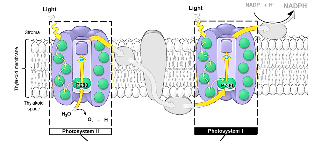 <ul><li><p>photosynthetic pigments are found in photosystems embedded in thylakoid membrane</p></li><li><p>two types of photosystems (PS):</p><ul><li><p>PS I: P700 reaction centre (special chlorophyll a absorbs light energy best at 700nm)</p></li><li><p>PS II: P680 reaction centre (special chlorophyll a absorbs light energy best at 680nm)</p></li></ul></li></ul><p></p>