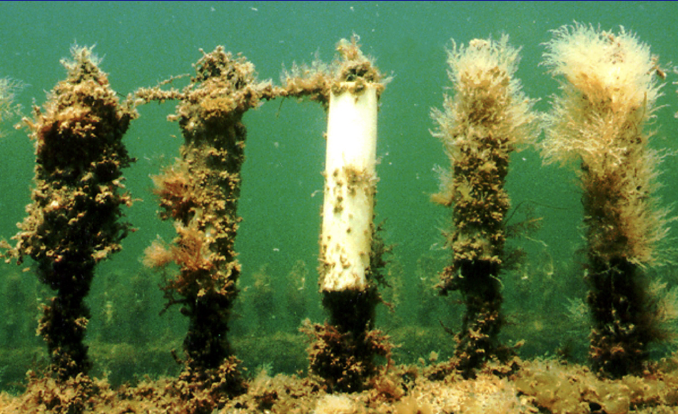 <p>Environment and medical usages</p>