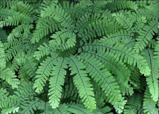<p>Adiantum pedatum- Northern Maidenhair</p>