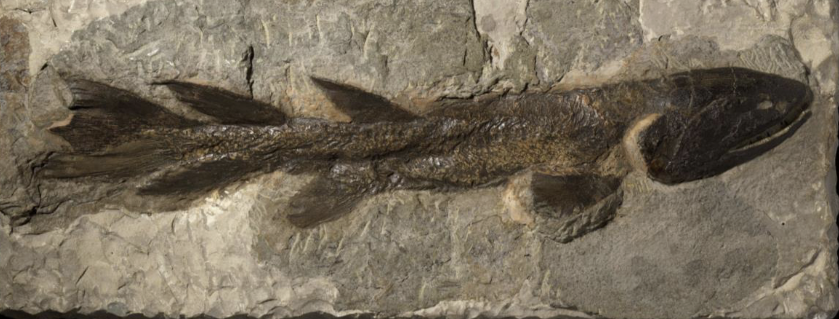 <p>fins darker than body / brown fossil</p>