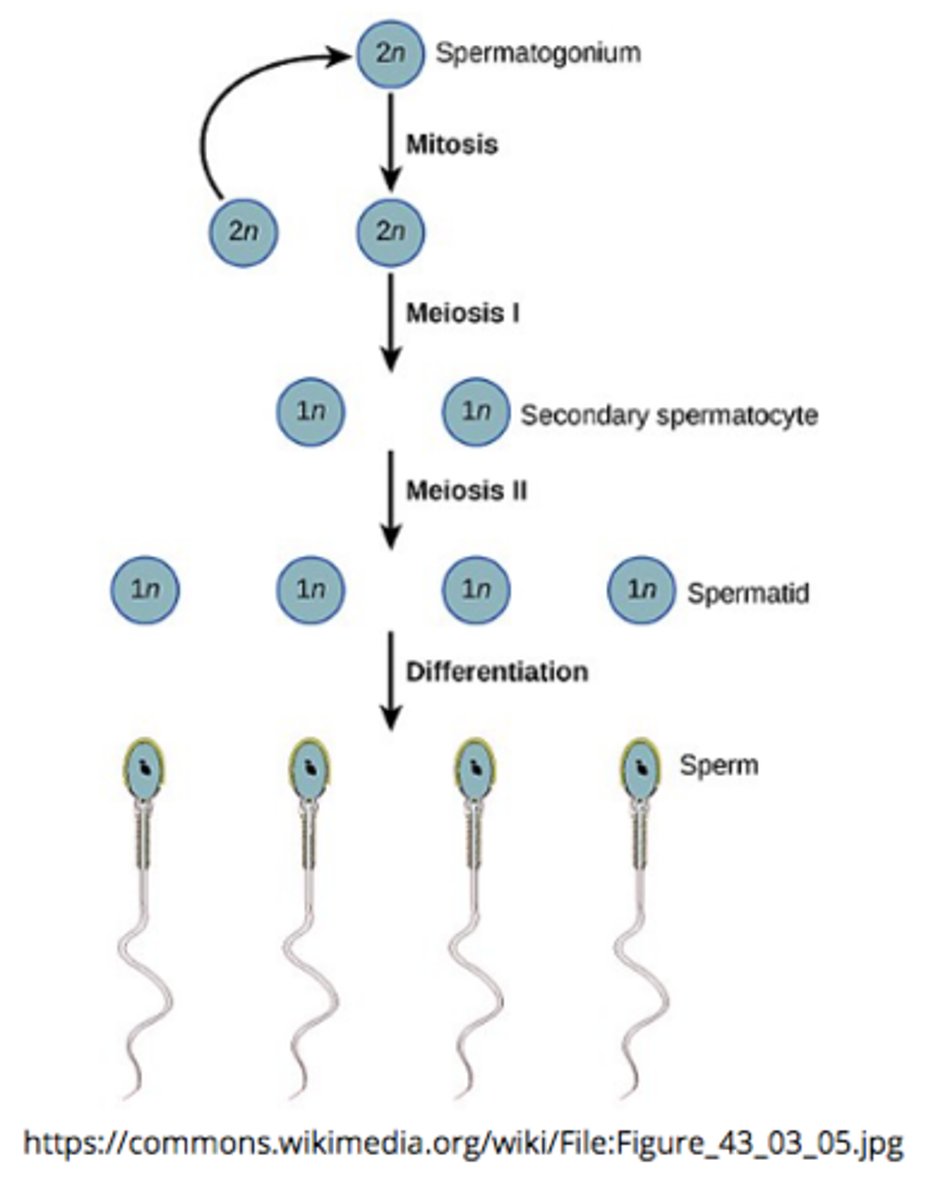 <p>spermatogonia</p>