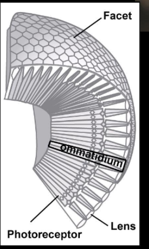 <ul><li><p>insect vision</p><ul><li><p>compound eye</p><ul><li><p>mosaic vision- visual acuity is greater when eye is small</p></li><li><p>ommatidium- one “eye” in the mosaic</p><ul><li><p>includes corneal lens, cone, pigment cells, rhodopsin, photoreceptor cell</p></li><li><p>connect to axon that goes to the brain</p></li></ul></li></ul></li></ul></li></ul><p></p>