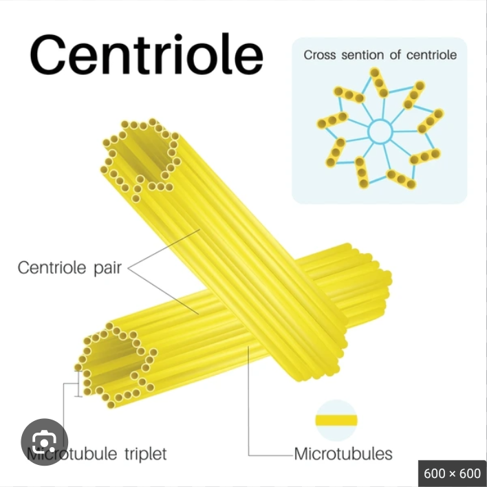 <p>Fill in the blanks:</p><ul><li><p><span style="background-color: transparent;"><strong>Centrosomes</strong> and <strong>centrioles</strong></span></p><ul><li><p><span style="background-color: transparent;">___—a spherical structure in the cytoplasm</span></p><ul><li><p><span style="background-color: transparent;">Composed of <strong>___ ___</strong> and <strong>centrioles</strong></span></p></li></ul></li><li><p><span style="background-color: transparent;">Centrioles—paired cylindrical bodies</span></p><ul><li><p><span style="background-color: transparent;">Consists of </span>___ short microtubules<span style="background-color: transparent;"> (magic number + 1?)</span></p></li><li><p><span style="background-color: transparent;">Act in forming cilia<strong>,</strong> flagella,<strong> </strong>and the ___ ___</span></p></li></ul></li></ul></li></ul><p></p>