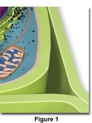 <p>A rigid structure that surrounds the cell membrane and provides support to the cell - usually plants, fungi algae, and some bacteria</p>