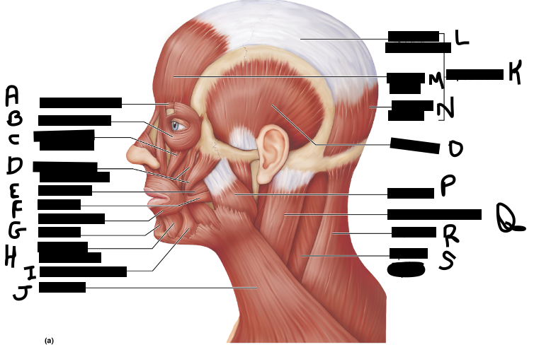<p>Identify structure B?</p>