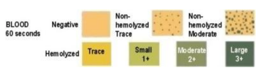 <ul><li><p>based on the peroxidase activity of hemoglobin and myoglobin </p></li><li><p>catalyze a rxn between peroxide and a chromogen </p><ul><li><p>free hemoglobin/myoglobin = uniform color change</p></li><li><p>intact/whole RBCs = speckled pattern </p></li><li><p>color intensity = proportional to concentration </p></li></ul></li><li><p>hemoglobin rxn</p><ul><li><p>H2O2 + chromogen → oxidized chromogen + H2O2 </p><ul><li><p>hemoglobin acts as peroxidase </p></li></ul></li></ul></li></ul><p></p>